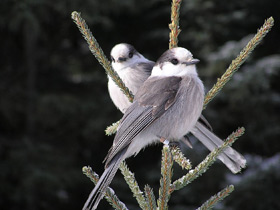 Канадская кукша Канадская кукша