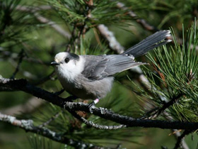 Смотреть фото Канадская кукша Фото Канадская кукша