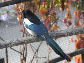 Смотреть фото Сорока Фото Сорока