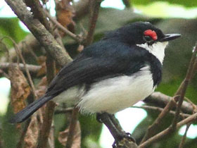 Фото Камерунская серёжчатая мухоловка