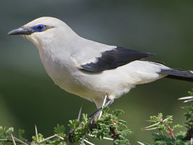 Смотреть фото Кустарниковый ворон Фото Кустарниковый ворон