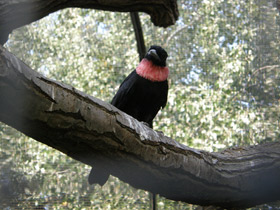 Смотреть фото Пурпурногорлый плодоед Фото Пурпурногорлый плодоед