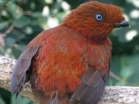 Смотреть фото Андский скальный петушок Фото Андский скальный петушок