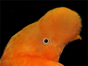 Смотреть фото Андский скальный петушок Фото Андский скальный петушок