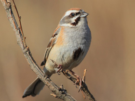 Смотреть фото Овсянка Янковского Фото Овсянка Янковского