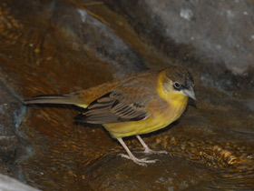 Смотреть фото Черноголовая овсянка Фото Черноголовая овсянка