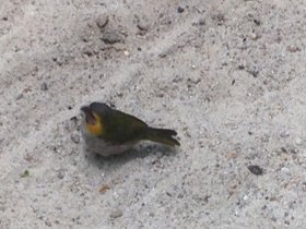 Фото Кубинский тиарис