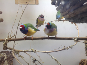 Смотреть фото Амадина Гульда Фото Амадина Гульда