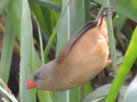 Фото Анамбрский астрильд