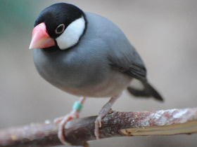 Смотреть фото Рисовка Фото Рисовка