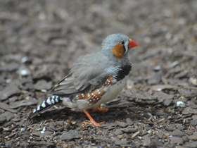Смотреть фото Зебровая амадина Фото Зебровая амадина