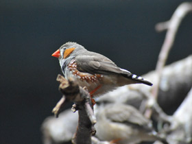 Смотреть фото Зебровая амадина Фото Зебровая амадина