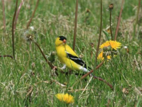Смотреть фото Американский чиж Фото Американский чиж