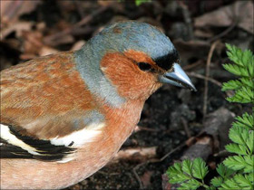 Зяблик Зяблик