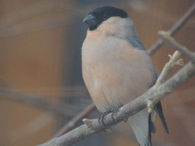 Смотреть фото Снегирь Фото Снегирь