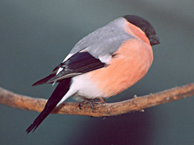 Снегирь Снегирь