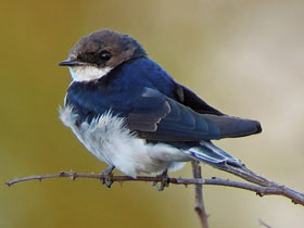 Фото Белохвостая настоящая ласточка