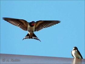 Смотреть фото Деревенская ласточка Фото Деревенская ласточка