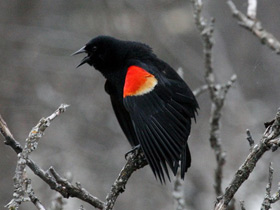 Смотреть фото Красноплечий чёрный трупиал Фото Красноплечий чёрный трупиал