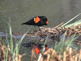 Смотреть фото Красноплечий чёрный трупиал Фото Красноплечий чёрный трупиал