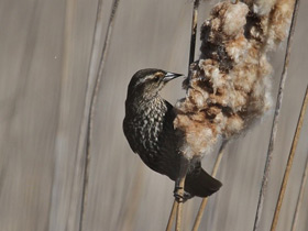Смотреть фото Красноплечий чёрный трупиал Фото Красноплечий чёрный трупиал