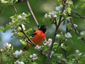Смотреть фото Балтиморская иволга Фото Балтиморская иволга