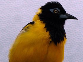 Фото Венесуэльский трупиал