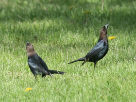Фото Буроголовый коровий трупиал