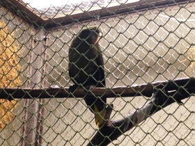 Фото Оливковая оропендола