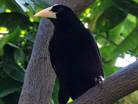 Фото Хохлатая оропендола