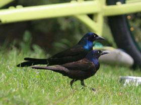 Смотреть фото Обыкновенный гракл Фото Обыкновенный гракл