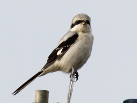 Смотреть фото Обыкновенный серый сорокопут Фото Обыкновенный серый сорокопут