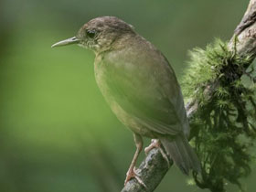 Фото Сан-томейская короткохвостка