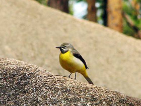 Фото Жёлтая трясогузка