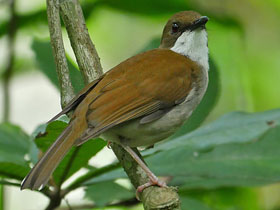 Фото Южноафриканская алета