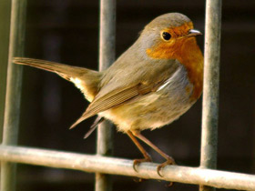 Смотреть фото Как малиновка сирот выкормила Фото Как малиновка сирот выкормила