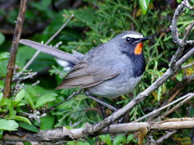 Смотреть фото Соловей-красношейка Фото Соловей-красношейка