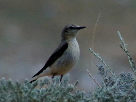 Смотреть фото Обыкновенная каменка Фото Обыкновенная каменка