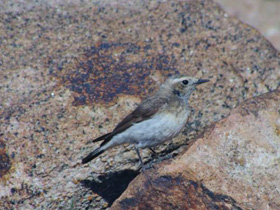 Смотреть фото Каменка-плешанка Фото Каменка-плешанка