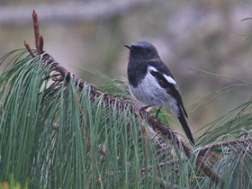 Смотреть фото Седоголовая горихвостка Фото Седоголовая горихвостка