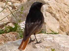 Фото Горихвостка-чернушка