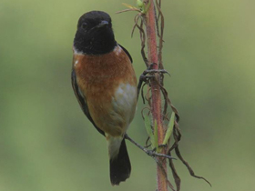 Смотреть фото Черноголовый чекан Фото Черноголовый чекан