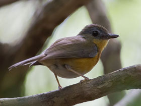 Фото Алета Лоу