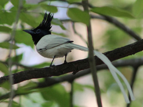Смотреть фото Райская мухоловка Фото Райская мухоловка