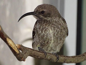 Смотреть фото Яркокрасногрудая нектарница Фото Яркокрасногрудая нектарница