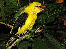 Смотреть фото Обыкновенная иволга Фото Обыкновенная иволга