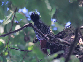 Смотреть фото Бордовая иволга Фото Бордовая иволга