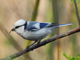 Фото Белая лазоревка