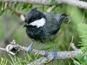 Смотреть фото Рыжешейная синица Фото Рыжешейная синица