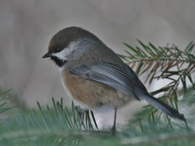 Сероголовая гаичка Сероголовая гаичка